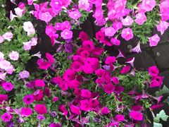 -金科花卉市场