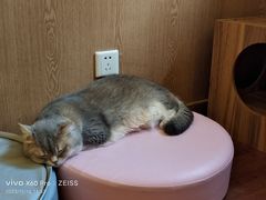 -MOCHA明星猫咖(田子坊店)