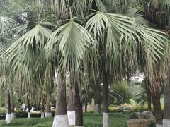 -神仙树公园
