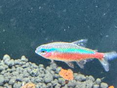 -清平路水族市场