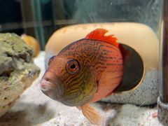 -太平洋海底世界