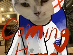 -喵屿·大理花园猫咖