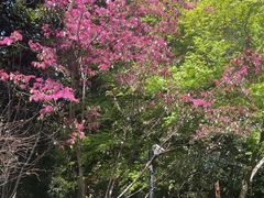 -东明山森林公园