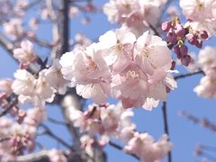 -顾村公园