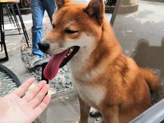 -柴犬高等学院·狗咖·柴犬售卖·宠物训练