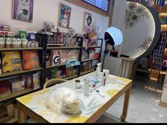 -山宅一喵德文卷毛猫舍