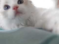 -东方名猫馆·英短金渐层布偶猫舍(环线广场1号楼店)