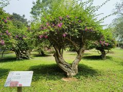 -中国科学院西双版纳热带植物园