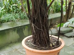 -成都市活水公园