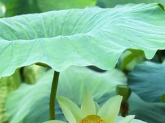 -莲池书院博物馆