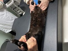 -乐派堂宠物医院·猫友好· 心脏科(东街店)