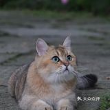 杭城秋日🍂赏桂好去处｜有个神仙村落桂花开啦💓