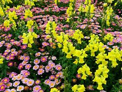 -松山湖梦幻百花洲