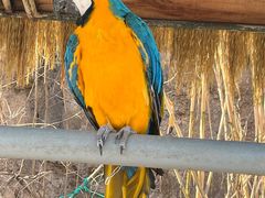 -西霞口神雕山野生动物世界
