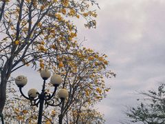 -洲头咀公园