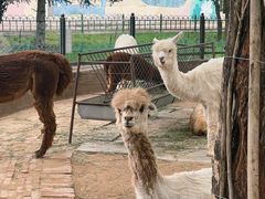 -鄂尔多斯野生动物园