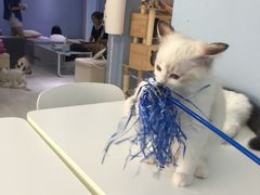 -喵的天空名猫咖啡馆·撸猫·猫舍·用品