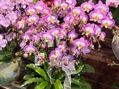 -龙大花卉苗木市场