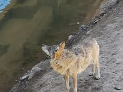 -新疆天山野生动物园