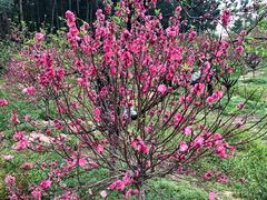 -南国桃园旅游度假区