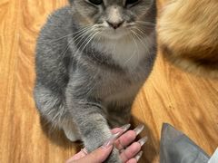 -MOCHA明星猫咖(田子坊店)