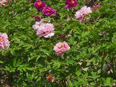 -黑龙江省森林植物园