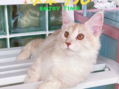 -十年猫舍·猫咪专门店(普陀店)
