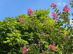 -火炉山森林公园