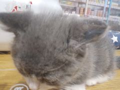 -狗道宠物(常熟印象城店)