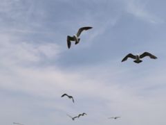 -海驴岛(荣成市)