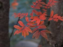-叠溪松坪沟景区