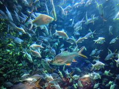 -成都浩海立方海洋公园