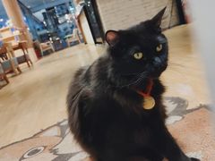 -藏猫猫咖啡主题馆(中央大道店)