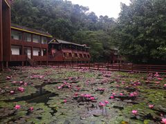 -野象谷景区