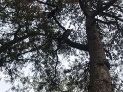 -北京鹫峰国家森林公园