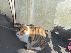 -阿巧茶庄