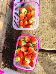 -蓝呗呗蓝莓草莓采摘园(通州区马驹桥店)