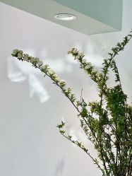 -Verywang半永久纹眉•仪器野生眉