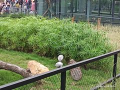 -武汉动物园