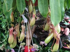 -青石桥花鸟鱼虫市场(叠翠城店)