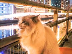 -nodcafe(M50创意园店)