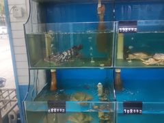 -东极岛海鲜