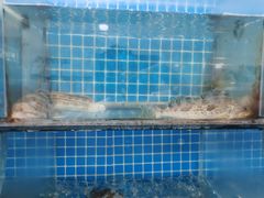 -宾朋海鲜特色美食餐厅·纯手工鲅鱼水饺(兴海路店)