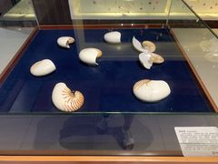 -青岛贝壳博物馆