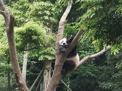 -都江堰中华大熊猫苑