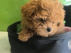 -辛巴宠物医疗中心·骨科·内分泌专科·心肾专科(亭林公园店)