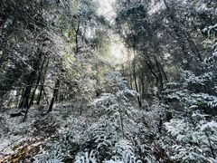 -缙云山景区
