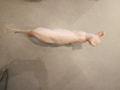 -飞行喵MR PILOT|猫舍·猫咖(静安大融城店)