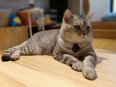 -啵啵喵·猫咖(攀华国际店)