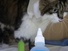 -谐和益家动物医院·免疫绝育·血液透析·宠保定点医院(高新伊藤分院)